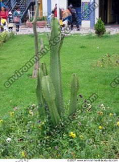 photo texture of cactus