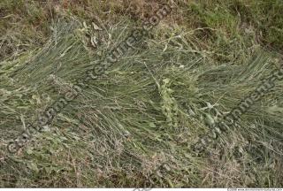 Photo Texture of Grass Tall 