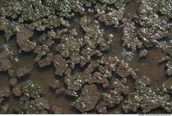 Photo Texture of Water Plant