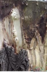 Tree Bark