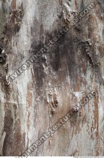 Trees Bark 0010