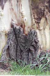 Tree Bark