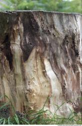 Tree Bark