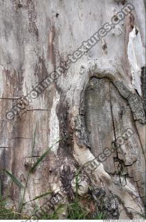 Trees Bark 0001