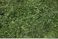 Photo Texture of Grass 