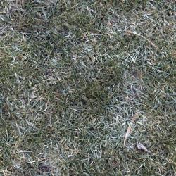 Seamless Grass Frozen