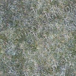 Seamless Grass Frozen