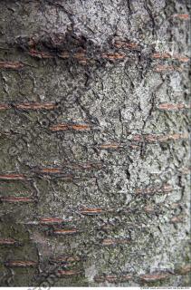 Trees Bark 0027