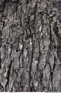 Trees Bark 0013