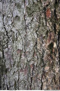 Trees Bark 0008