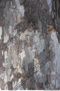Trees Bark 0049