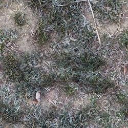 Seamless Grass Frozen