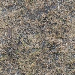 Seamless Grass Dead