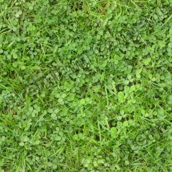 Seamless Grass