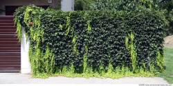 Walls Hedge