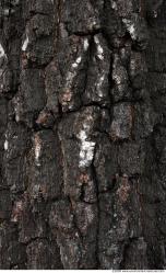 Trees Bark