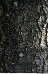 Trees Bark