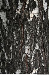 Trees Bark