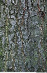 Tree Bark