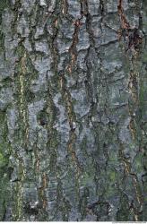 Tree Bark