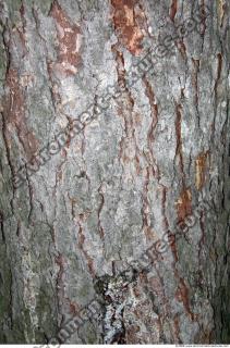 Trees Bark 0015