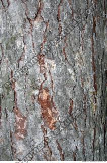 Trees Bark 0014