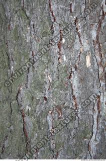 Trees Bark 0016