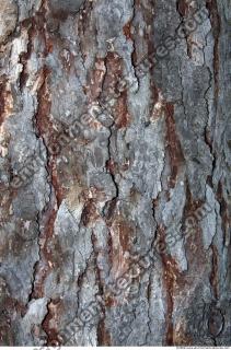Trees Bark 0017