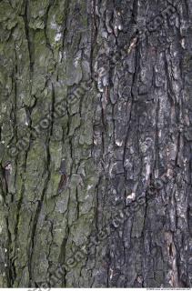 Trees Bark 0005