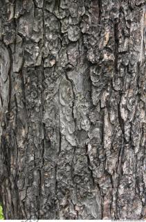 Trees Bark 0004