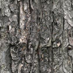 Seamless Bark