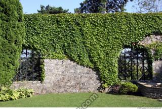 Walls Hedge 0049