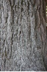 Tree Bark