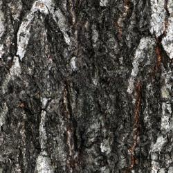 Seamless Bark