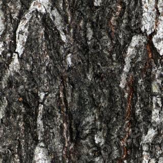 Seamless Bark 0001