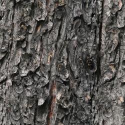 Seamless Bark