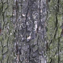 Seamless Bark