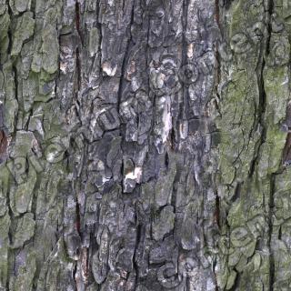 Seamless Bark 0001