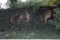 Walls Hedge 0027