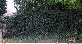 Walls Hedge 0026