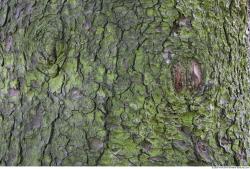 Tree Bark