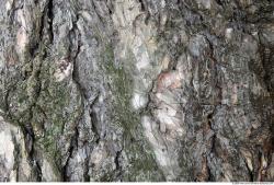 Tree Bark