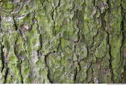 Tree Bark