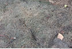 Grass Dead