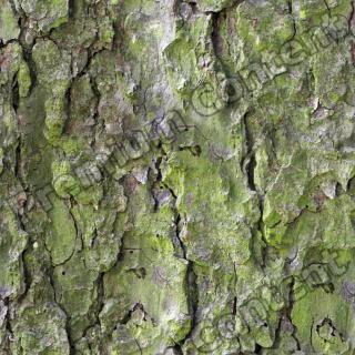 Seamless Bark 0001