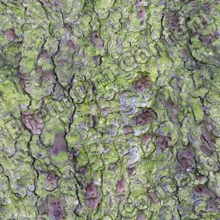 Seamless Bark 0001