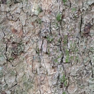 Seamless Bark 0001