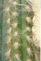 Cactus 0008