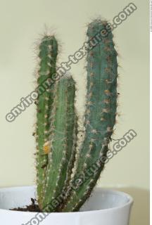 Cactus 0001