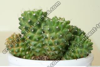 Cactus 0003